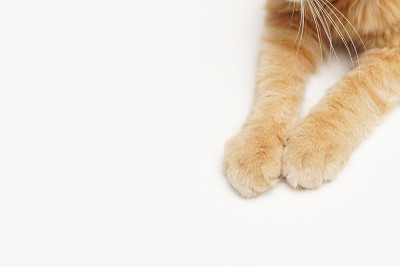 猫爪孤立在白色背景，复制空间