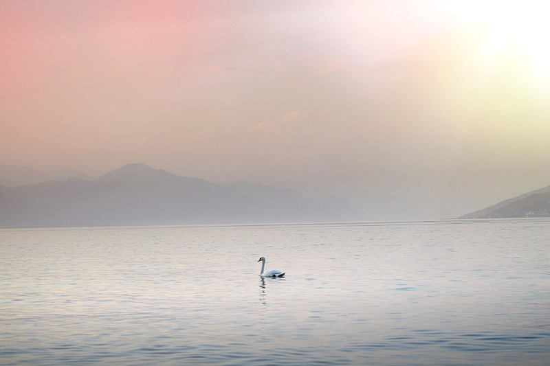 天鹅湖池塘天鹅湖鸭子天鹅景观浪漫