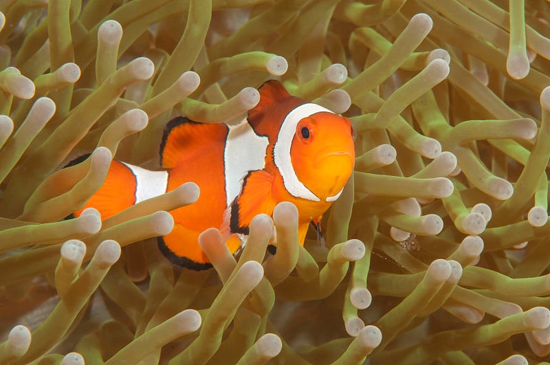 Ocellaris clownfish