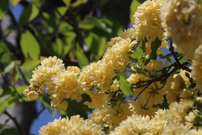 黄色花式而优雅的“木库巴拉Rosa banksiae (mokoubara)”枝头开满了盛开的花朵
