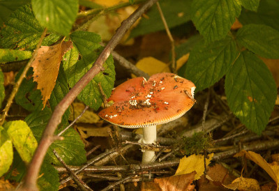 Russula emetica