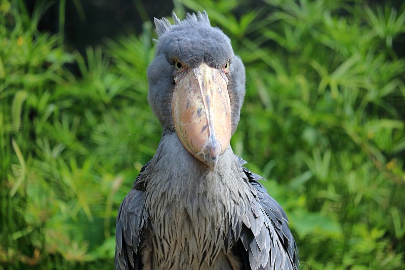 Shoebill,浓密的头发