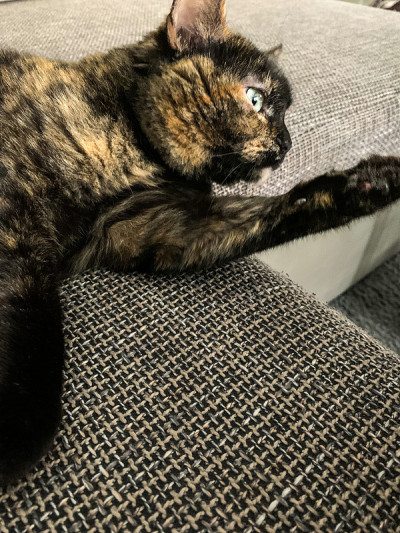 躺在沙发上的猫