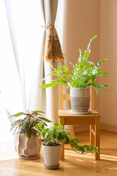 室内绿叶植物盆和白色窗帘在阳光下
