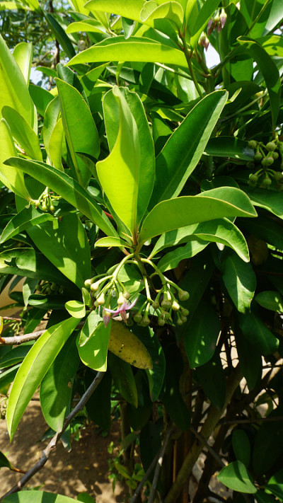 ardisia elliptica