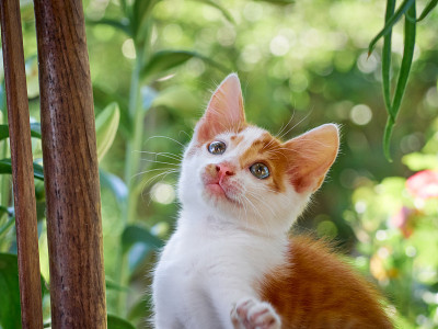 草丛里的小猫。