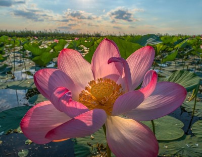 莲花。夏季日出。
