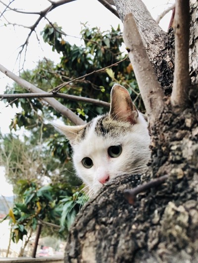 猫