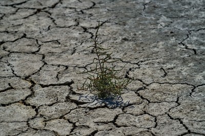 在干裂的土地上生长的一株海蓬子