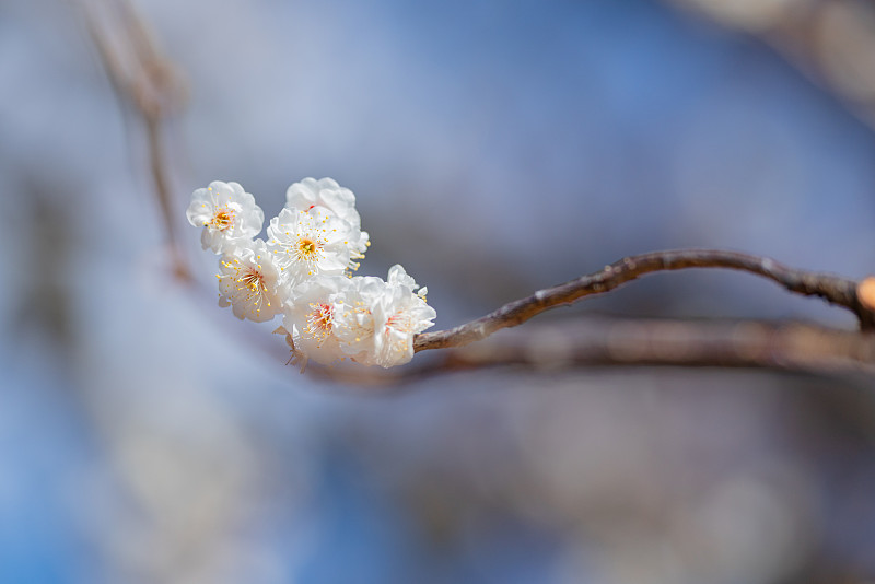 春天，公园里的梅花开了花