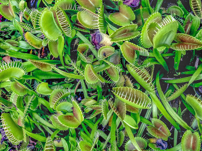 捕蝇草