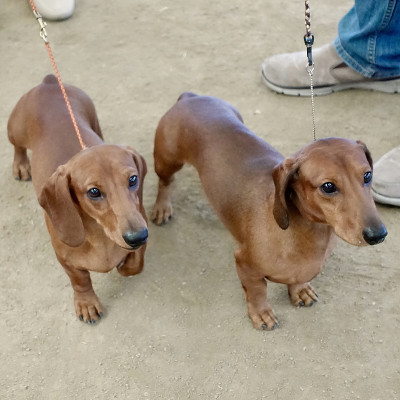 长着大眼睛的腊肠犬