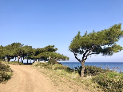 海