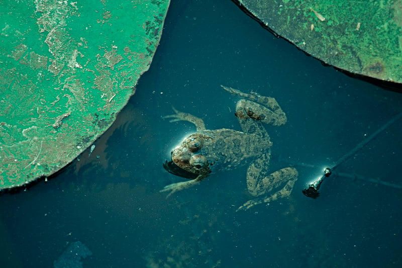 印度Skipper Frog，掠食蛙，Euphlyctis cyanophlyctis