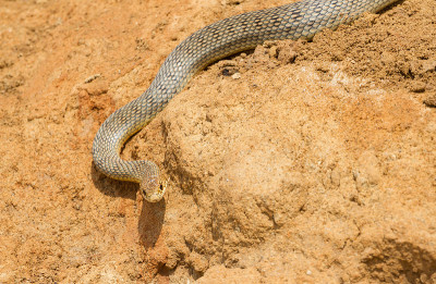 骰子蛇(Natrix tessellata)在粘土上爬行