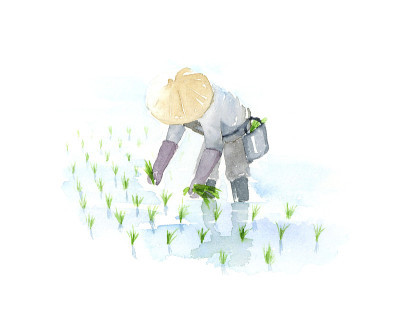 水稻植物的水彩插图。