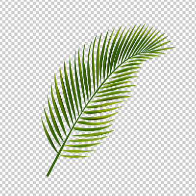 棕榈叶孤立透明背景