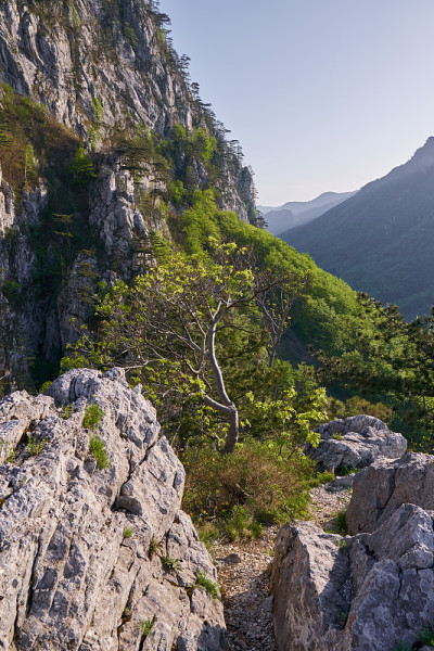 山上的黑松林