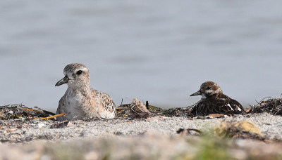 灰鸻(Pluvialis squatarola)和Turnstone (Arenaria inter