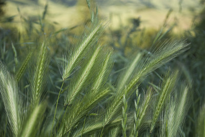野草麦草