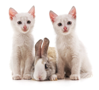 猫和兔子。