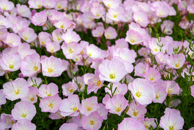 粉红色的晚樱草花(Oenothera speciosa)近