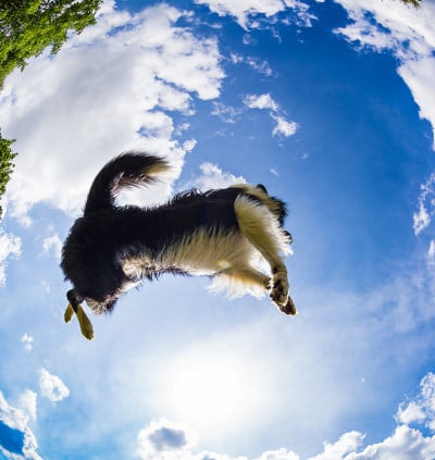 边境牧羊犬为球而跳