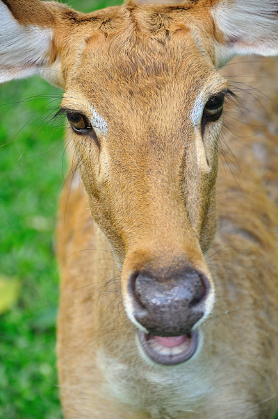 鹿(brow-antlered)