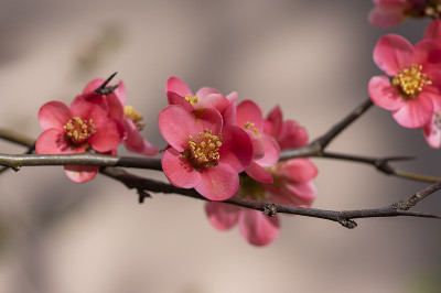 日本木瓜花灌木，美丽的粉红色花在春天的枝条上盛开