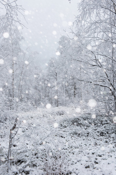 树被雪覆盖，山上下着大雪