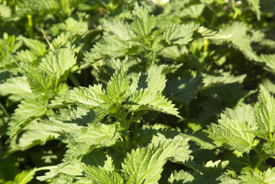 花园里的荨麻。荨麻属dioica