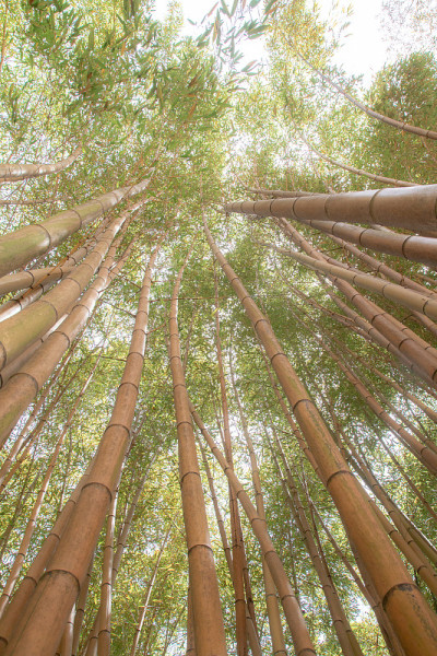 在安杜泽的普拉弗朗斯竹林有竹子