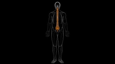 人类骨骼脊柱椎骨解剖3D