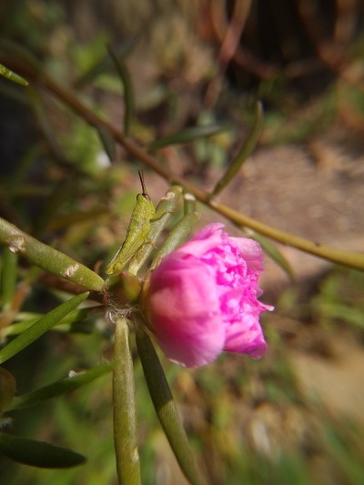 苔藓玫瑰