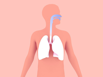 人体呼吸系统解剖的三维插图。