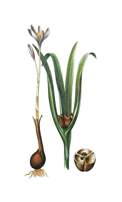 番红花(秋水仙)手绘复古球茎插图。