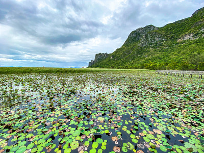 Sam Roi Yot淡水沼泽，走过沼泽，在泰国Prachuap Khiri Khan的Sam Ro
