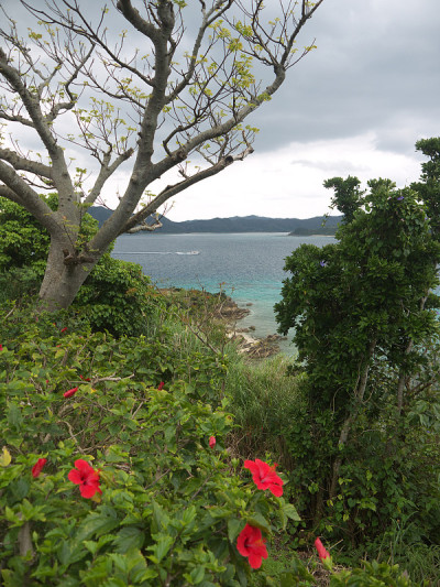 Amami海岸