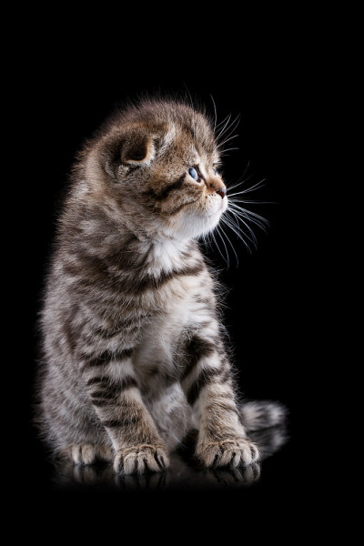 小猫