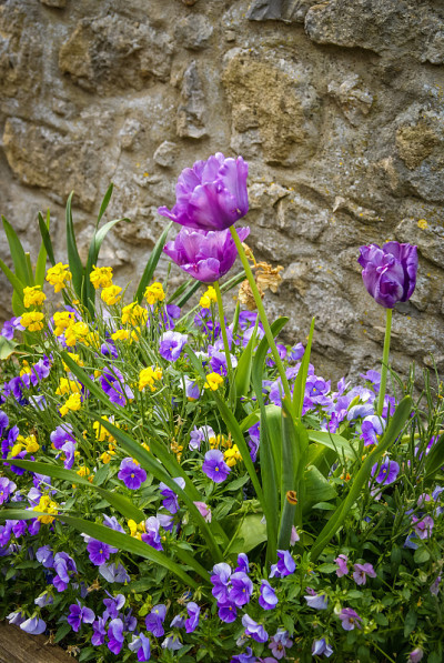 花,Chauvigny,法国