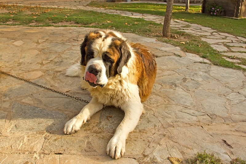 圣伯纳德犬