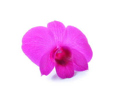 孤立在白色背景上的紫兰花花