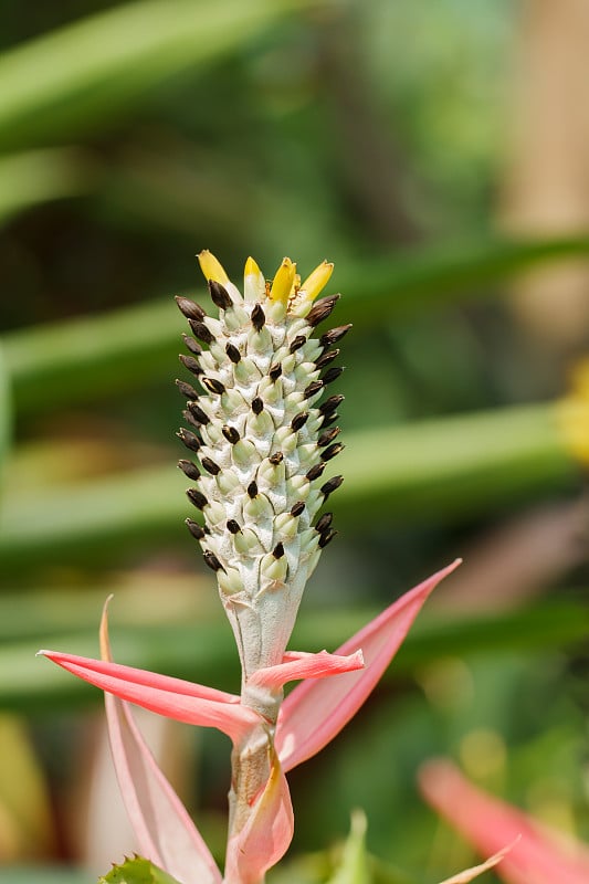 菠萝花