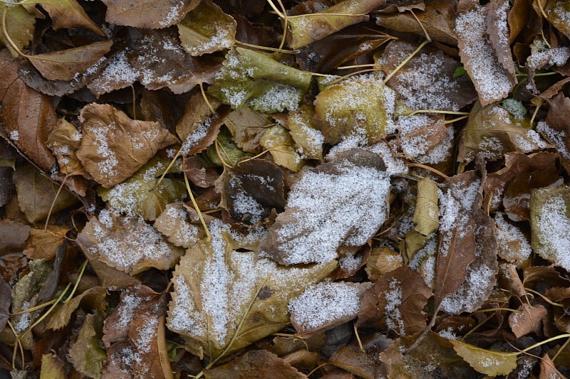 枯黄的叶子躺在地上，12月里覆盖着一层薄薄的白雪。