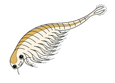 Artemia Sea Monkey hoonesshrimp Character插图