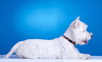 西部高地白色小猎犬躺下