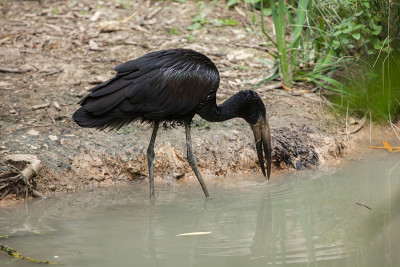 非洲openbill (Anastomus lamelligerus)。