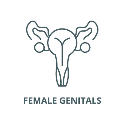 女性生殖器矢量线形图标、线形概念、轮廓符号、符号