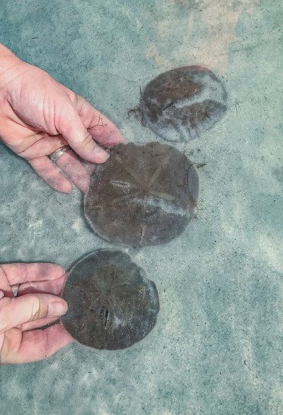 沙滩浅水区的沙美元