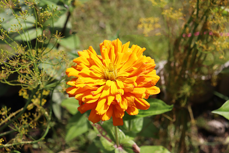 zinnia flowers in the garden